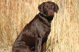 We at mabry labs guarantee a happy, healthy lab puppy with our hip warranty and health. Akc Big Chocolate Lab Stud Retriever Labrador Stud Ksl Com