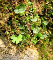 Image result for Anogramma leptophylla