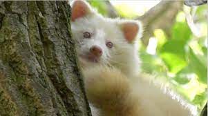 Check spelling or type a new query. Rare Albino Raccoon Caught On Video In Windsor Ctv News