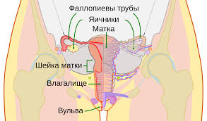 Влагалище человека — Википедия