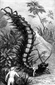 Giant Centipede Centipede Scientific Illustration Weird Creatures