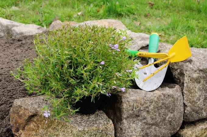 Rock Gardens