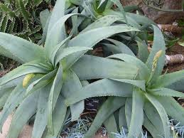 Image result for Aloe spicata