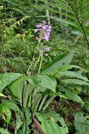 Image result for Calanthe sylvatica