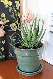 Prepare the pot by filling it with the potting soil mixture, and shake your aloe vera plant gently to remove about a third of the soil that has attached itself to the root ball. How To Harvest Aloe Vera What To Do With It Hello Glow