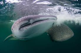 You need only mask and fin book today and get the special offer! The Whale Sharks Of Kalimantan Zublu