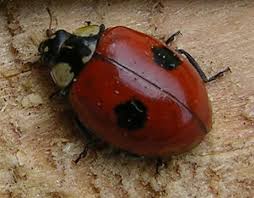 Sankthansormen tilhører gruppen af biller, der kaldes ildfluer. 5 5 Pensumarter Insekter Flashcards Quizlet