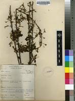 Image result for Indigofera subcorymbosa