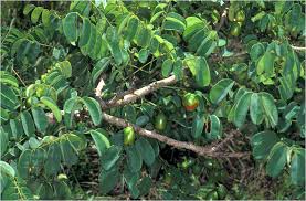 Image result for Rourea orientalis