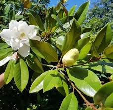 Image result for Pupalia grandiflora