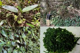 Image result for Helixanthera garciana