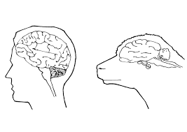 Malvorlage Korper Mensch Coloring And Malvorlagan