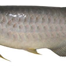 Lot 3249 jln bt arang sungai bakau 48000 rawang. Pdf The Non Native Freshwater Fishes Of Singapore An Annotated Compilation