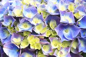 Hydrangea Flower Meaning Flower Meaning