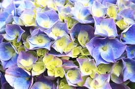 After all, knowing the meanings of the. Hydrangea Flower Meaning Flower Meaning
