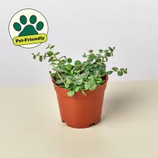 Image result for Tragia prostrata