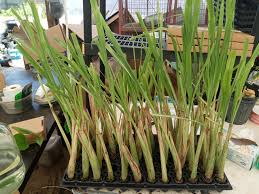 Image result for Cymbopogon citratus