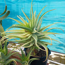 Image result for Aloe arborescens