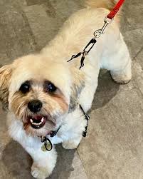 Lacey is a gorgeous and sweet rabbit, who will wow you with her unique  bi-coloured eyes and win you over with her lovely personality. She is an  easy-going and quiet bunny, who