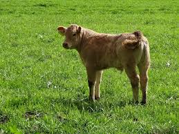 The most popular queries list: Calf Little Meadow Free Photo On Pixabay