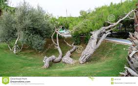 Wir werden dafür sorgen, dass man sich noch ein paar jahre an dem baum erfreuen kann. Irgendwie Gewachsen Als Gekrummter Baum In Diesem Schonen Garten Stockbild Bild Von Gekrummter Garten 46181397