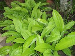 Do you provide oem & odm service9 a3: Mahalab Tropical Bulb Plants Lat S Gardening Blog