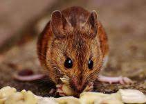 Comment Faire Sortir Une Souris De Sa Cachette Sosnuisibles Fr