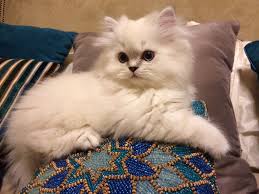 Persian kittens in video not available. Traditional Doll Faced Persian Kitten Blue Lynx Point Scout Cute Cats And Kittens Kitten Images Persian Kittens