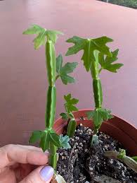 Image result for Kedrostis abdallai