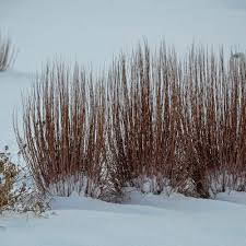 Image result for Schizachyrium