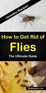 6 Clever Ways To Get Rid Of Flies Get Rid Of Flies Diy Fly Trap Homemade Fly Traps