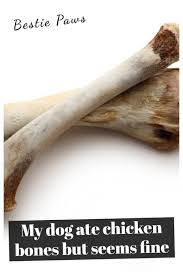What to do if my dog ate chicken bones. Dog Ate Chicken Bones But Seems Fine In 2021 Dog Ate Chicken Bones Dog Eating Toxic Foods For Dogs