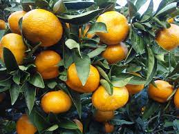 A delicious and early ripening satsuma from japan, okitsu wase is a frequent winner of citrus taste test competitions. Citrus Unshiu Wikipedia