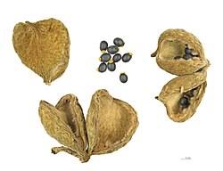 Image result for Sterculia schliebenii