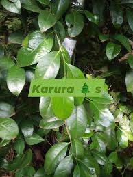 Image result for Suregada procera