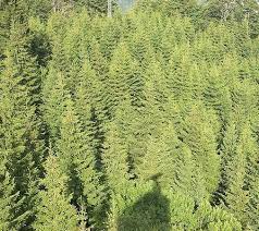 Pin On Ecosystems Forests