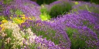 Contains rare and costly flowers and herbs. 8 Best Flowering Herbs Blooming Herbs With Flowers