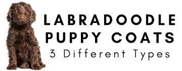 Bring your new best friend home from one of the best breeders in the country. What Are The Different Types Of Labradoodle Puppy Coats