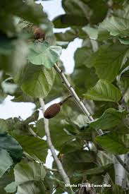 Image result for Pterospermum acerifolium