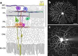 Chile accounts for over one third of world's copper production followed by china, peru, united states, australia, indonesia, zambia, canada and poland. Eyecup Scope Optical Recordings Of Light Stimulus Evoked Fluorescence Signals In The Retina Springerlink