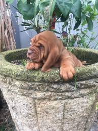 Teddy bear poms for sale in houston texas. Gray Green An Akc Bloodhound Puppy For Sale From Houston Texas Find Cute Bloodhound Puppies And Responsible Labrador Retriever Puppies Bloodhound Puppies