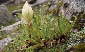 Almost every family in the valley has at least one or two members engaged in either making or selling craft. Valley Of Flowers Trek Best Himalayan Trek For Monsoon India