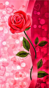 Abstract pink rose hd pics full for pc. Pink Garden Roses Flower Red Rose Petal Pink Wallpaper Iphone Flower Phone Wallpaper Flower Wallpaper