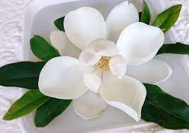 Magnolia Blossom Magnolia Blossom White Magnolia Organic Shapes