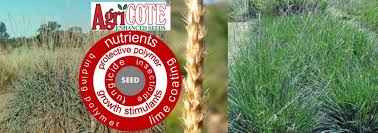 Image result for Anthephora pubescens