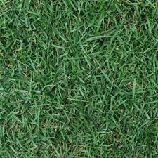 Zoysia El Toro Lawn Turf Nursery Landscape Design Artificial Grass Installation