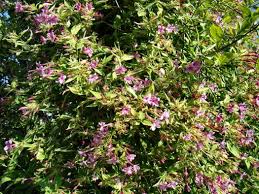 Image result for Jasminum beesianum