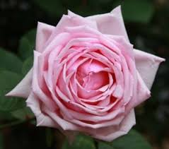 Fiori simili alle rose : La France Rose La Rosa Ht La France Roseto Giardino E Rose