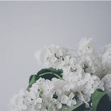 We did not find results for: Funeral Flower Etiquette Faqs All You Need To Know Fresh Flowers