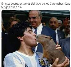 Junto con las diferentes especies de cobayas o cuys, el carpincho también. Ettaqwzh0ovtnm